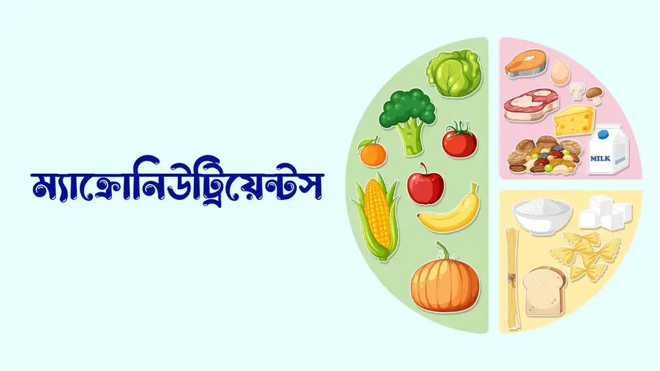 পুস্টি কাকে বলে, পুষ্টি কত প্রকার ও কি কি, পুষ্টির প্রয়োজনীয়তা কি কি, পুষ্টির গুরুত্ব,