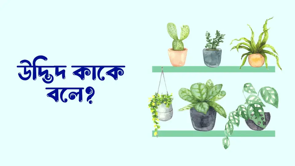 উদ্ভিদ কাকে বলে, উদ্ভিদ কত প্রকার ও কি কি, উদ্ভিদের বৈশিষ্ট্য,