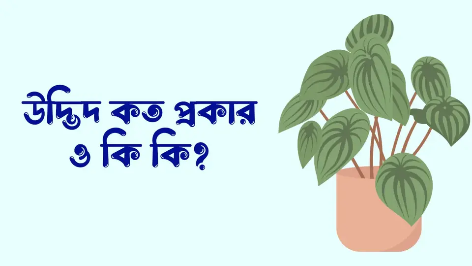 উদ্ভিদ কাকে বলে, উদ্ভিদ কত প্রকার ও কি কি, উদ্ভিদের বৈশিষ্ট্য,