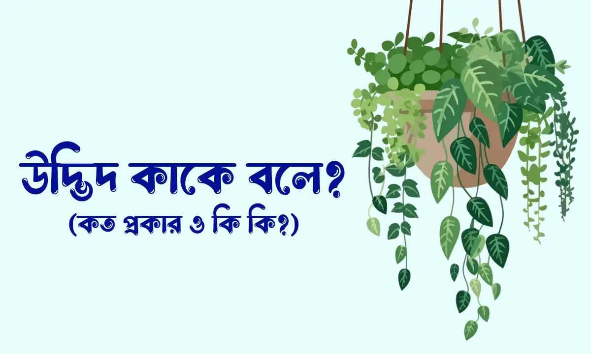 উদ্ভিদ কাকে বলে, উদ্ভিদ কত প্রকার ও কি কি, উদ্ভিদের বৈশিষ্ট্য,