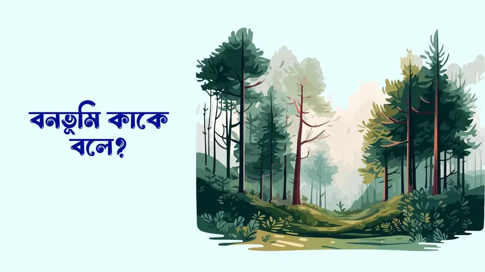 বনভূমি কাকে বলে, বনভূমি কত প্রকার, বনভূমির গুরুত্ব,