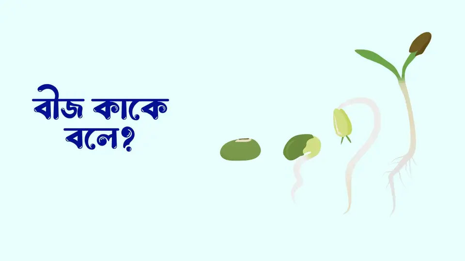 বীজ কাকে বলে, বীজ কত প্রকার ও কি কি