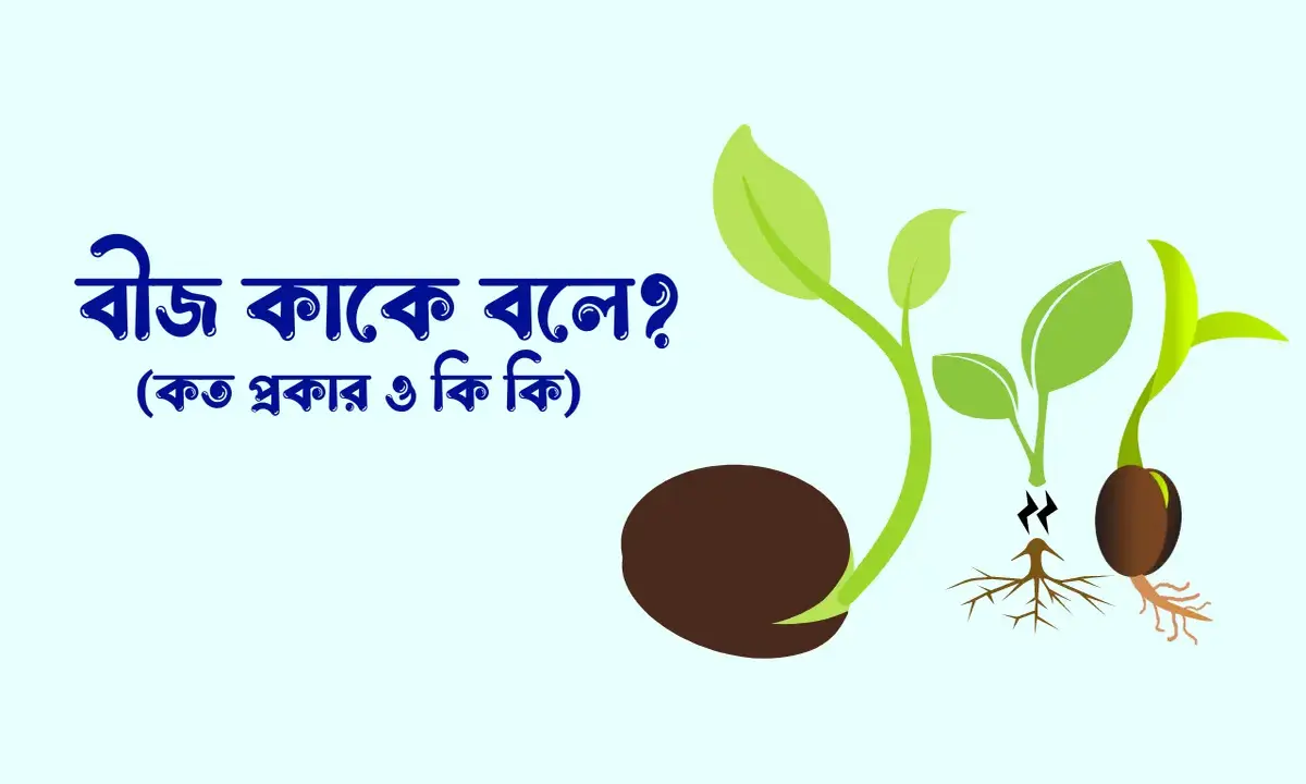 বীজ কাকে বলে, বীজ কত প্রকার ও কি কি